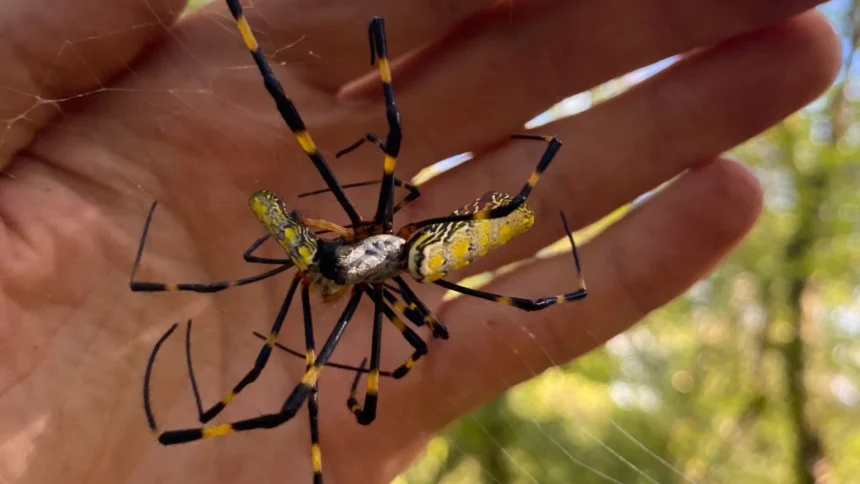 Spiders