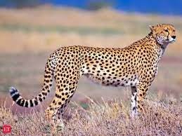 Aasha the cheetah